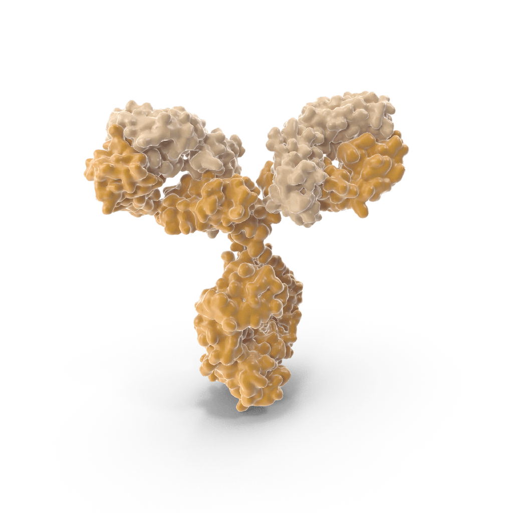 Antisize:Human CEACAM5 Recombinant Antibody  A5B7  size:RegµLar Batch  without endotoxin removal , SDSsize:PAGE>95%, 0.5 mg